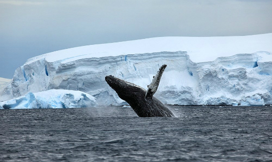 אנטארקטיקה. זנב לוויתן במים